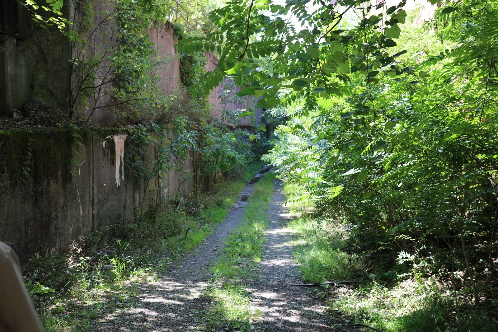 Overgrown gravel path along a retaining wall